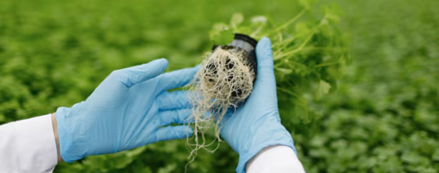 Best DNA Genetics Seeds Review 2024: Top Strains for Growers